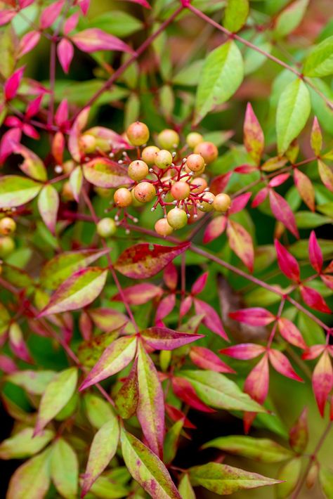 Some shrubs don't lose their leaves when winter rolls around, so they provide color in the landscape year-round. To really up the ante, several of these beautiful, hardworking plants either offer spectacular blooms or colorful berries, or sometimes even both #evergreenshrubs #landscaping #infrontofhouse #flowering #bhg Winter Creeper Shrub, Coral Berry Shrub, Red Leaves Plant, Red Barberry Shrub, Fall Landscaping Front Yard, Admiration Barberry Shrub, Lemon Lime Nandina, Heavenly Bamboo, Norway Food