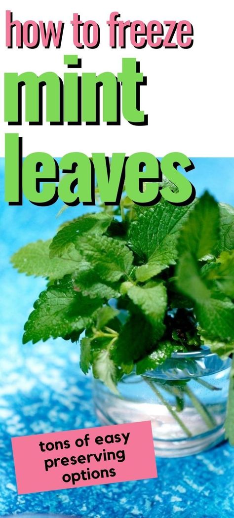 Can You Freeze Mint Leaves, How To Preserve Fresh Mint Leaves, What Can I Do With Mint Leaves, Storing Mint Leaves, How To Store Fresh Mint Leaves, Freezing Mint Leaves, How To Freeze Mint Leaves, How To Keep Mint Leaves Fresh, Ways To Use Mint Leaves