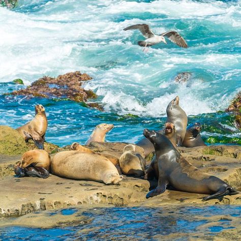 Torrey Pines State Natural Reserve (San Diego) - 2022 All You Need to Know BEFORE You Go (with Photos) - Tripadvisor Boys Trip, San Diego Bucket List, San Diego Attractions, Dinosaur National Monument, Monument Colorado, San Diego Trip, San Diego Hotels, La Jolla San Diego, La Jolla Shores