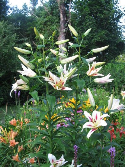 Tree Lily, Lily Bulbs, Shade Plants, Gardening Ideas, My Garden, Flower Garden, Landscaping, To Share, Lily