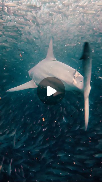 Mark Harrison on Instagram: "I’m not sure he noticed me, so I followed along 😜. Turned out to be my favourite shot of the trip. #galapagos #blacktip #shark #ecuador" Blacktip Shark, Galapagos Shark, The Trip, Ecuador, My Favourite, Turn Ons, On Instagram, Instagram