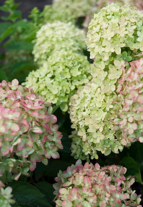 Lime Hydrangea, Little Lime Hydrangea, Penny Reid, Garden Border, Hydrangea Paniculata, Green Hydrangea, Patio Plants, Garden Borders, Dusky Pink