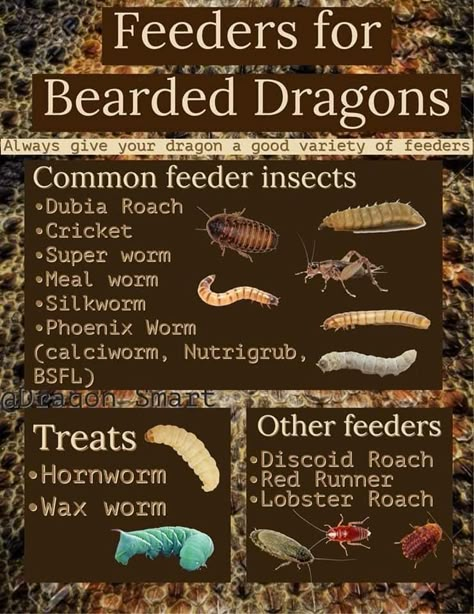 Bearded Dragon Morphs Chart, Bearded Dragon Tank Set Up, Types Of Bearded Dragons, Bearded Dragon Terrarium Ideas Habitats, Bearded Dragon Substrate Ideas, Bearded Dragon Facts, Baby Bearded Dragon Care, Diy Bearded Dragon Hide, Bearded Dragon Setup Ideas