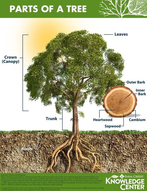 Learn the different parts of a tree and their importance to tree growth. The article includes a companion infographic showing tree parts and additional resources. Great for student learning. Parts Of A Tree, Ag Projects, Tree Parts, Ag Education, Tree Diagram, Tree Id, Tree Growth, Education Tools, Toddler Schedule