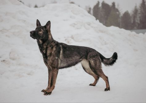 Czech German Shepherd, Long Coat German Shepherd, Sable German Shepherd, Red Rum, German Sheperd Dogs, Livestock Guardian, Lion Pictures, Mixed Breed Dogs, Dog Photography