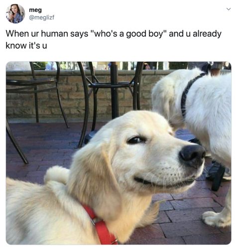 Dog Owner Memes, Cute Dog Memes, Funny Dog Memes, Dog Pics, Pretty Dogs, Family Dog, Silly Dogs, Funny Dog Pictures, Karma Quotes