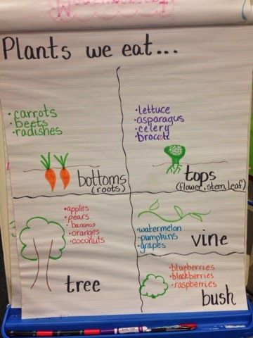 Roots, Stems, Leaves and Flowers Plant unit in kindergarten anchor chart of plants we eat Spring Provocations, Seed Activities, Science Kindergarten, Plants Kindergarten, Teaching Portfolio, Kindergarten Anchor Charts, Preschool Room, Preschool Garden, Plants Unit