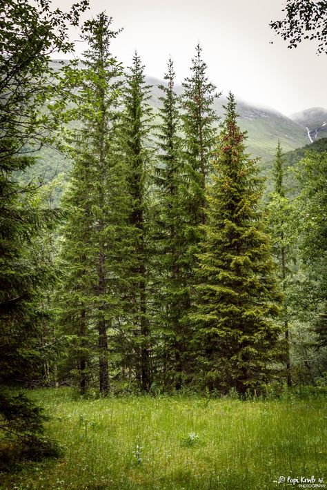 Norwegian Landscape, Norway Forest Aesthetic, Viking Ancestry, Norwegian Cat Forests, Norway Wildlife, Norway Nature, Oak Forest, Norwegian Forest, Traditional Houses