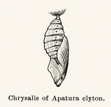 Chrysalis of Apatura clyton (Emperors) from Moths and butterflies of the United States (1900) by Sherman F. Denton (1856-1937). Digitally enhanced from our own publication. | free image by rawpixel.com Chrysalis Drawing, Cocoon Illustration, Chrysalis Tattoo, Cocoon Butterfly, Moth Cocoon, Butterfly Cocoon, Borboleta Tattoo, Image Cloud, Moths And Butterflies