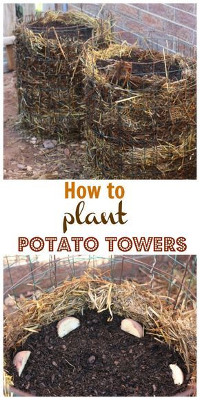 How To Plant Potatoes, Potato Towers, Potatoes Growing, Plant Potatoes, Potato Tower, Potato Gardening, Planting Potatoes, Vertical Vegetable Garden, Vegetable Garden Diy