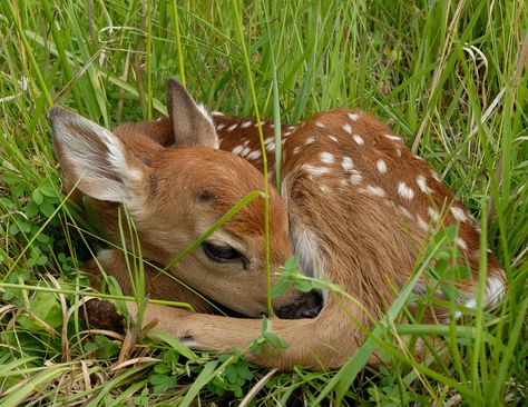 Funny Deer, Wild Deer, Deer Photos, Deer Doe, Deer Pictures, Brown Deer, Deer Tattoo, Ap Studio Art, Baby Goats