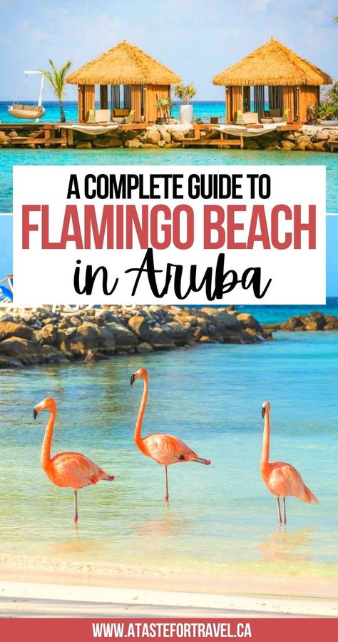 A Complete Guide to Flamingo Beach in Aruba What To Do In Aruba, Aruba Flamingo Beach, Aruba Itinerary, Aruba Flamingo, Aruba Outfits, Flamingo Beach Aruba, Panama Cruise, Aruba Photography, Aruba Honeymoon