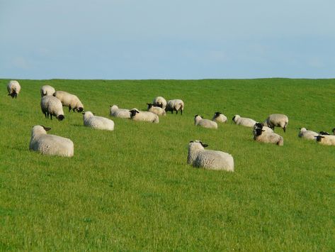 Flock Of Sheep Group Rest - Free photo on Pixabay Flock Of Sheep, Color Studies, Dreamy Art, Nature Images, Community Art, Christmas Cats, Free Pictures, Free Photo, Flocking