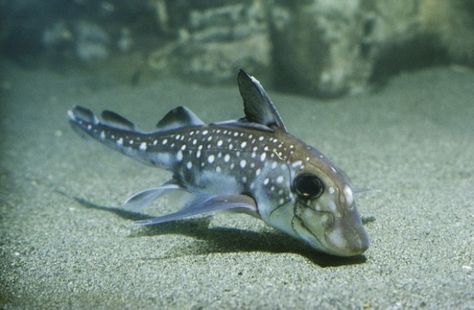 Eastern Pacific Black Ghost Shark: Found deep off the coast of ... Ghost Shark, Deep Sea Animals, Encyclopedia Britannica, Weird Sea Creatures, Sea Angling, Species Of Sharks, Life Under The Sea, Salt Water Fishing, Deep Sea Creatures