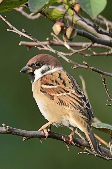 Eurasian Tree Sparrow, Tree Sparrow, Bamboo Tattoo, Black Woman Artwork, Eagle Pictures, House Sparrow, Lovely Creatures, Stained Glass Diy, Bird Illustration