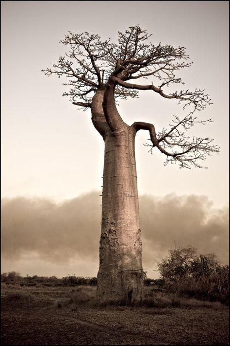 Baboon tree of Africa Baobab Tree, Giant Tree, Old Tree, Old Trees, Tree Photography, Unique Trees, Big Tree, Tree Hugger, Nature Tree