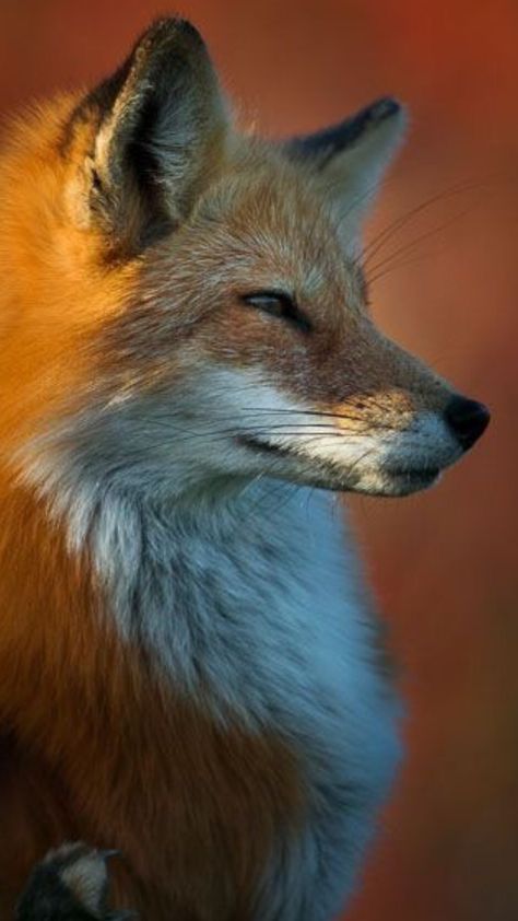 ☘️🦊☘️ Regard Animal, Baby Animal Drawings, Fox Pictures, What Does The Fox Say, Pet Fox, Animal Reference, Animal References, Wild Dogs, 웃긴 사진