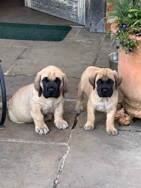 Mastiff Dog Breeds, English Mastiff Dog, English Mastiff Puppies, Mastiff Puppy, Puppy Litter, Mastiff Breeds, Mastiff Puppies, Scary Dogs, Mastiff Dogs