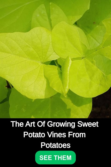 Sweet Potato Plant, Growing Sweet Potatoes, Sweet Potato Vine, Yucca Plant, Gardening Gear, Potato Vines, Crabapple Tree, Plants For Hanging Baskets, Fiddle Leaf Fig Tree