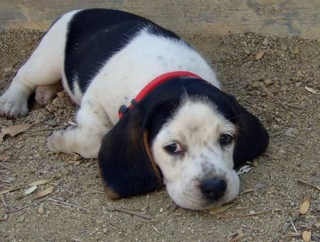 Bodie and Ernie the Beagles Black Beagle, Black And White Beagle, Snoopy Baby, White Beagle, Baby Snoopy, Awesome Animals, Australian Shepherds, Beagle Puppy, Beagle Dog