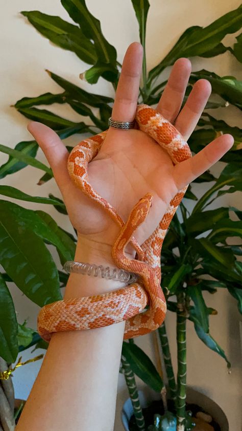 Cute Reptiles Snake, Corn Snakes Cute, Pink Corn Snake, Corn Snake Aesthetic, Cute Snake Pictures, Pet Snake Aesthetic, Corn Snake Cute, Albino Corn Snake, Snakes Aesthetic