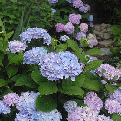 Clethra - FineGardening Shrubs For Borders, Hydrangea Tree, Hydrangea Shrub, Monrovia Plants, Hydrangea Blue, Hydrangea Bloom, Long Stem Flowers, Plant Catalogs, Hydrangea Macrophylla