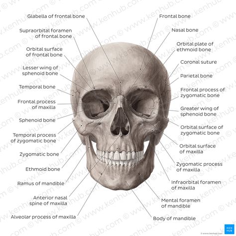 Human Bone Structure, Sphenoid Bone, Human Skeletal System, Skull Anatomy, Skeletal System, Human Bones, Biology Notes, Medical Anatomy, Jpeg Images