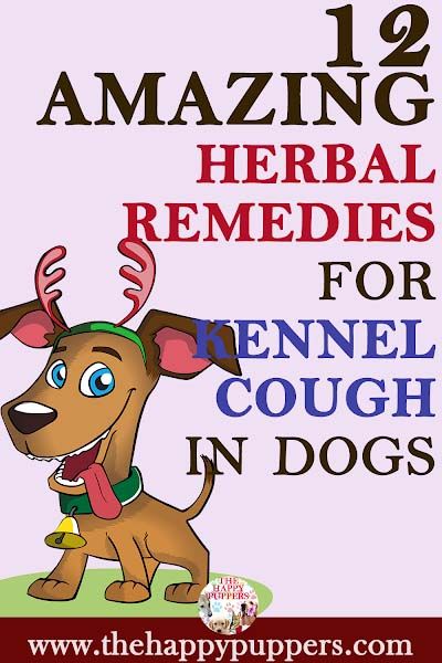 Herbal remedies for kennel cough in dogs Cough Medicine For Dogs, Coughing Remedies, Dog Coughing, Kennel Cough, Coconut Oil For Dogs, Cough Medicine, Dog Remedies, Cough Suppressant, Dry Cough