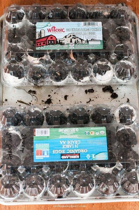 Egg Carton Greenhouse, Planting Seeds In Egg Cartons, Starting Seeds In Egg Cartons, Egg Carton Seed Starter, Seed Starters, Rainbow Loom Charms, Sprouting Seeds, Egg Crates, Seed Starter