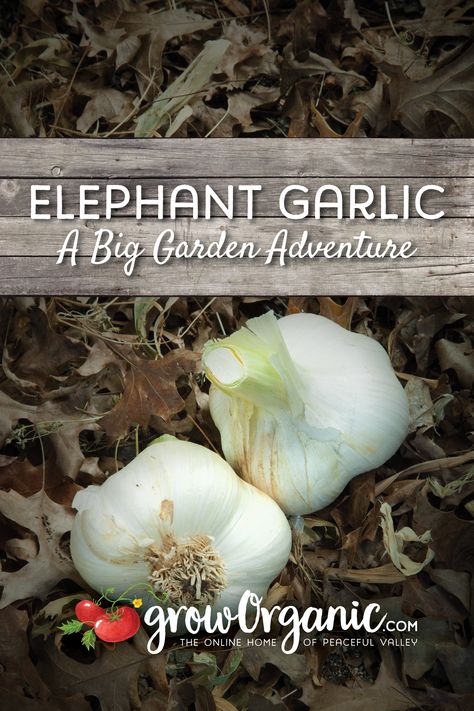 Ready for a different flavor in your kitchen and a fun allium to harvest? Try planting elephant garlic this fall.