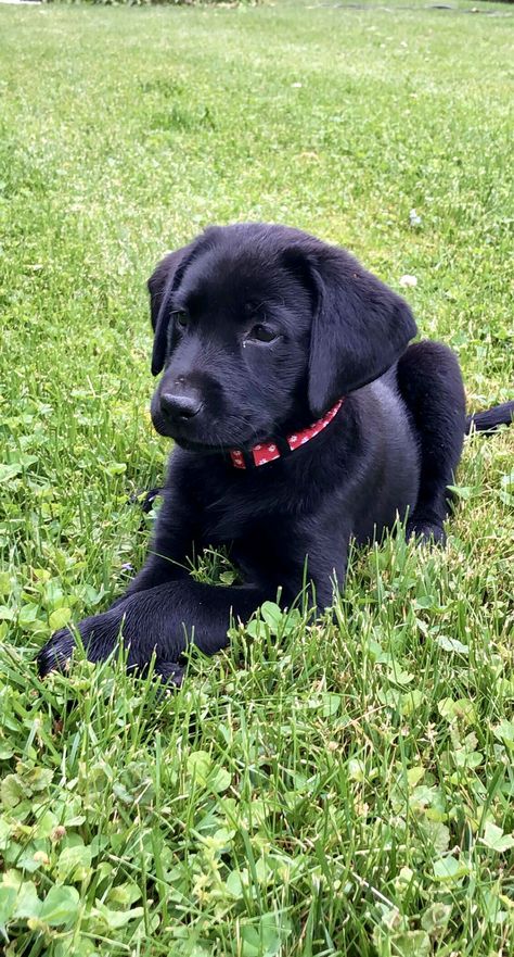 Black Labrador Retriever Aesthetic, Golden Labrador Puppies, Cute White Puppies, Lab Retriever, Black Labrador Puppy, Black Labs Dogs, Black Puppy, Lab Puppy, Black Labrador Retriever