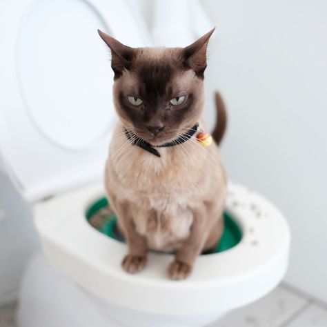 Cat Training Tricks, Toilet Poster, Cat Races, Cat Toilet Training, Cat Ages, Cat Toilet, Older Cats, Angry Cat, Toilet Training