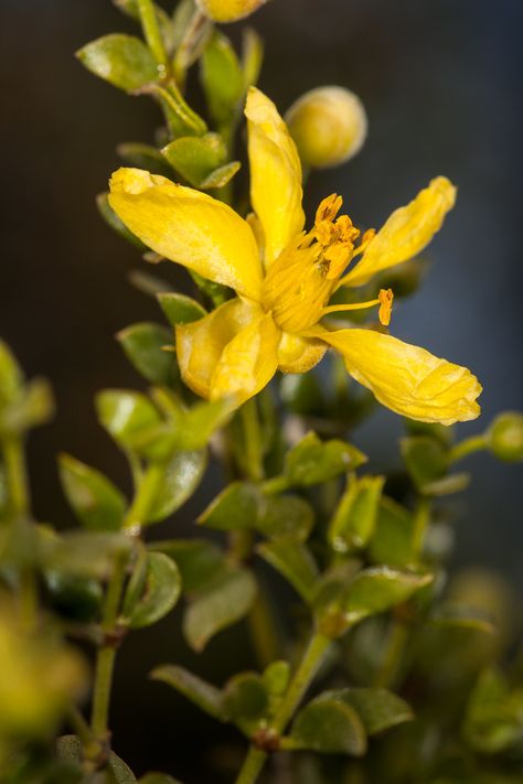 Creosote Bush, Larrea tridentata (Zygophyllaceae), flower … | Flickr Creosote Bush, Flower Detail, On Earth, Seeds, Old Things, Plants, Flowers, Quick Saves