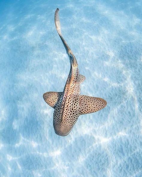 A zebra shark (AKA leopard shark) can be identified by their unique spot patterns much like their closest relatives the whale shark. 🦈 Photos by 📍Ningaloo Reef, Western Australia. under water | under water world | wildlife planet | our planet | the ocean | wild planet | fantastic earth | wildlife | wild animals | nature photography | under water photography | uw photography | nature lovers | blue sea | sharks | shark life | shark diving | australia Under Water Photography, December Tattoo, Diving Australia, Under Water World, Whale Shark Tattoo, Zebra Shark, Sea Shark, Leopard Shark, Shark Photos