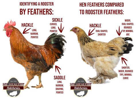 Chicken Facts, Chicken Raising, Male Vs Female, Raising Farm Animals, Day Old Chicks, Backyard Chicken Coop Plans, Diy Chicken Coop Plans, Backyard Chicken Farming, Ayurvedic Healing