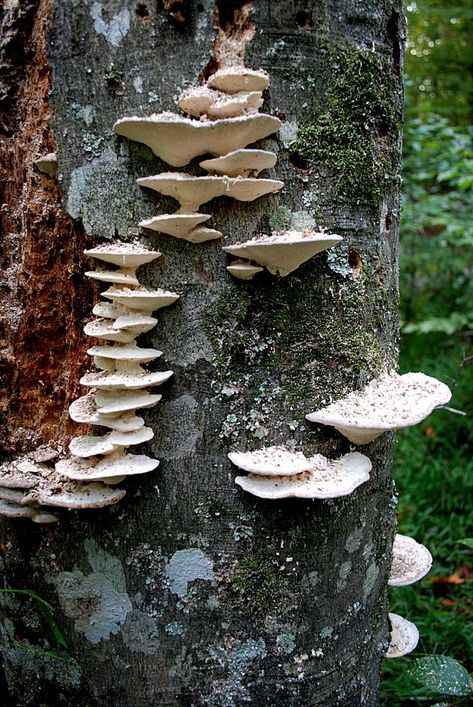 Related image Mushroom On Trees, Mushrooms On Trees, Mushroom On Tree, Polypore Mushrooms, Fungi Images, Mushroom Tree, Anecdotal Evidence, Tree Mushrooms, Nature Witch