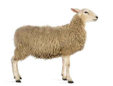 Side view of a Sheep. Against white background #Sponsored , #sponsored, #ADVERTISEMENT, #view, #white, #Sheep, #Side Beast Reference, Sheep Pictures, Australian Sheep, Nativity Silhouette, Lamb Plush, Animal Printables, Sheep Breeds, Salem Witch Trials, Gods And Monsters