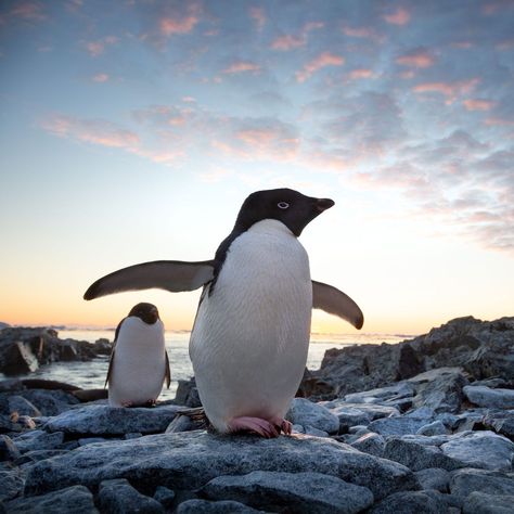 The 13 Best Nature Documentaries on Disney+ Right Now Nature Documentary, Dolphin Reef, Time To Run, Parrot Fish, Time Lapse Photography, Bad Time, Best Nature, Jungle Cat, Best Documentaries