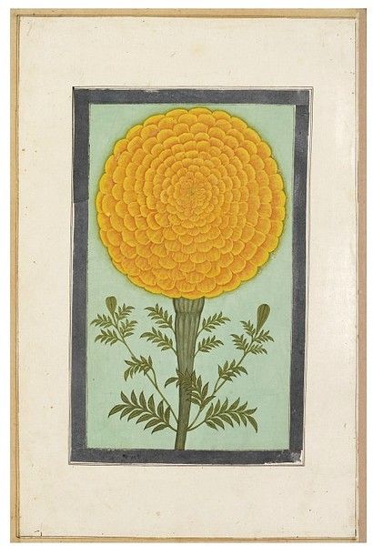 a marigold. (Painting), India (north, made), 17th century (made) Album Posters, Mughal Paintings, Victoria And Albert Museum, Fine Arts Posters, Custom Posters, Elephant Gifts, 17th Century, Painting Art, Custom Holiday Card