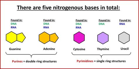 Nitrogenous Bases (Nucleic Acid monomer Nucleotide) Nitrogenous Base, Learn Everyday, Ap Biology, Biomedical Science, Nucleic Acid, Biology Lessons, Nursing School Studying, Science Notes, Landscape Sketch