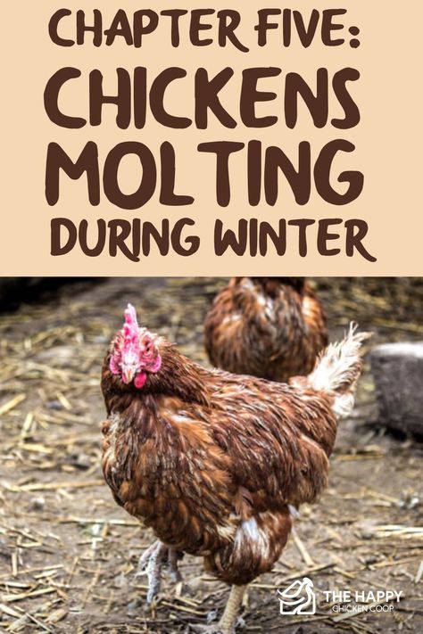 Molting Chickens, Raising Turkeys, Chicken Incubator, Portable Chicken Coop, Urban Chickens, Backyard Chicken Farming, Chicken Health, Best Chicken Coop, Raising Backyard Chickens