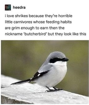 Animal Facts, Cute Little Animals, Animal Memes, Tumblr Funny, Tumblr Posts, Cute Funny Animals, Popular Memes, Funny Cute, Animals And Pets