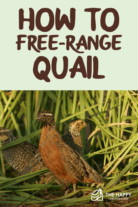 When quail are free-range, they are not penned in or living in a ground pen; they have the run of the yard, and may or may not return to a pen in the evening, depending on your setup. Quail Run Ideas, Quail Flight Pen, Quail Coop Ideas Diy, Rabbit Keeping, Keeping Quail, Quail Raising, Quail Farming, Quail Pen, Quail House