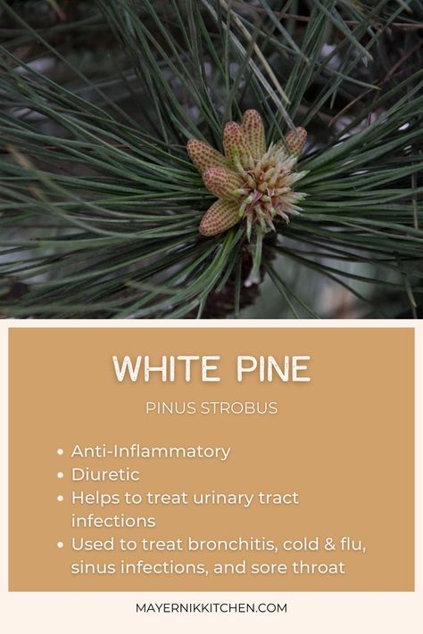 White Pine Needles, White Pine Needle Tea Benefits, Pine Benefits, Herbal Salve Recipes, Medicinal Herbs Remedies, Pinus Strobus, Home Apothecary, Coldsore Remedies Quick, Food Foraging