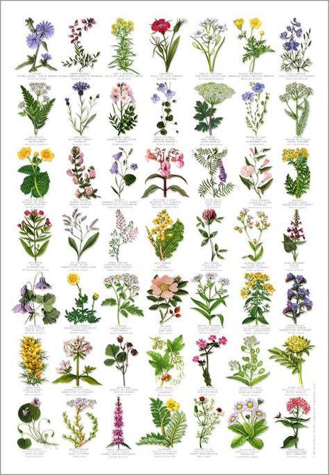 British Wild Flowers Identification Chart Nature Poster Flower Identification Chart, British Wild Flowers, Hair Rainbow, Flower Identification, Woodland Flowers, Wildflower Garden, Nature Posters, Orchid Care, Phalaenopsis Orchid