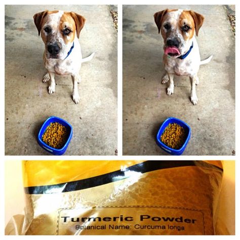 Turmeric For Dogs, Dog Remedies, To My Dog, Dog Information, Dog Help, Dog Info, How To Give, Pet Hacks, Itchy Skin