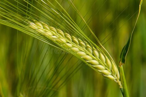 Barley. Close up of a barley spike , #affiliate, #Close, #Barley, #spike, #barley #ad Benefits Of Kiwi Fruit, Barley Water, Barley Grain, Barley Recipe, Alfalfa Sprouts, Barley Grass, Black Seed Oil, Kiwi Fruit, Buckwheat