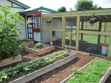 Chicken Coop Garden, Backyard Garden Layout, Chicken Coop Designs, Chicken Garden, Coop Plans, Building A Chicken Coop, Garden Area, Chicken Coop Plans, Backyard Chicken Coops