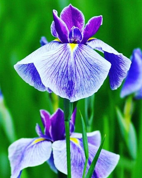 Iris Photo Credits: Norfolk Florist & Gifts by i_lovegardening Watercolor Pencil, Easy Flower, Unusual Flowers, Purple Iris, Iris Flowers, Arte Floral, All Flowers, Exotic Flowers, Flower Beauty