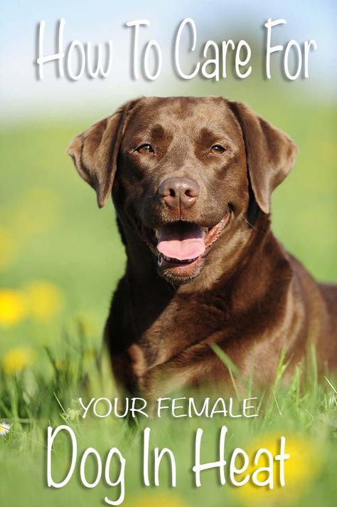 How to care for a dog in heat - a complete guide to your female dog's heat cycle and needs Dog Heat Cycle, Labrador Retriever Training, Female Dog In Heat, Rat Poison, Dog In Heat, Puppy Obedience Training, Shepherd Dog Breeds, Pregnant Dog, Best Puppies